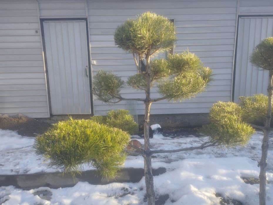 Бонсай и разные растения