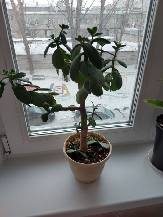 Продам комнатное расстение.