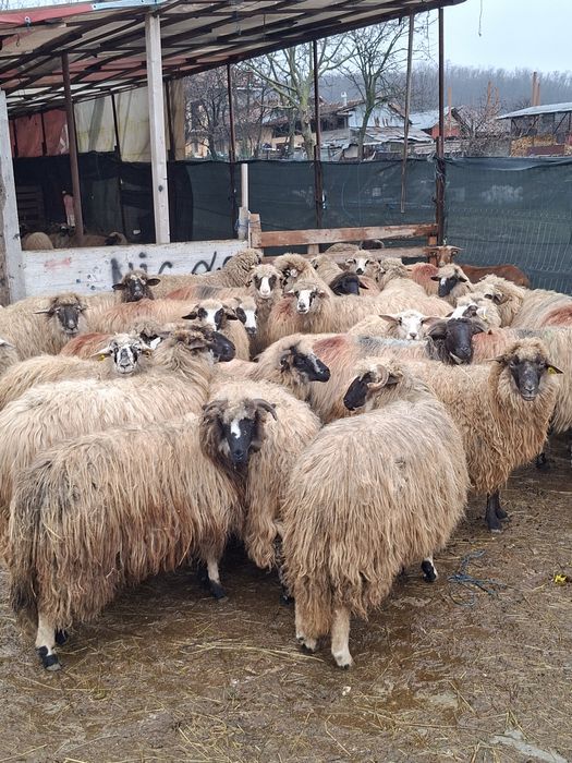 Vand 36 de oi tinere