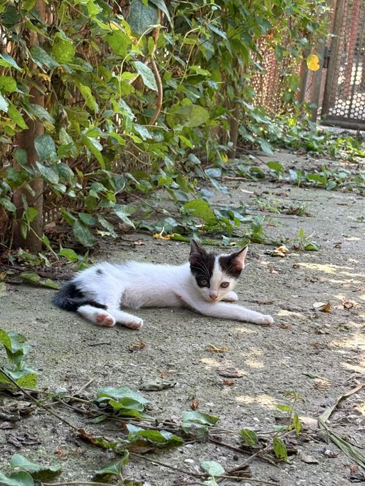 spre adoptie  pisicuta