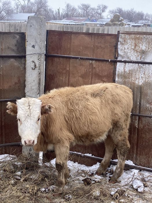 Баспақтар, 230 000