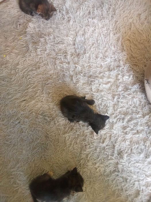 Отдадим котята бесплатно