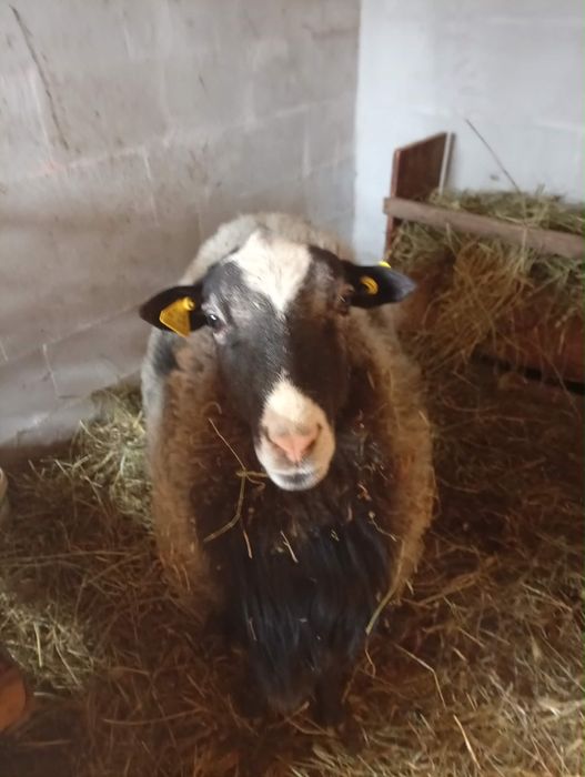 Oi romanov de vanzare