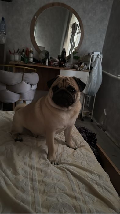 Вязка мопс документами