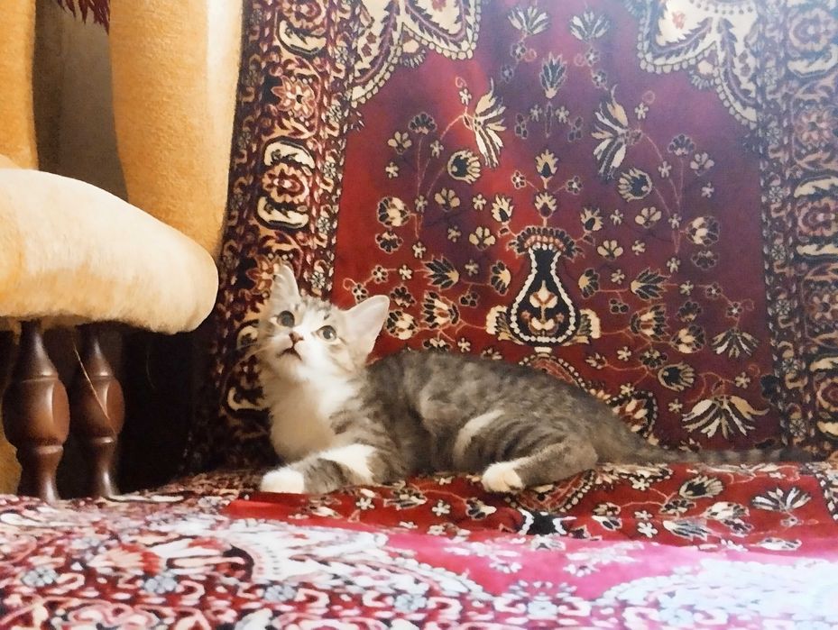 Кошечка тигрового окраса в добрые руки