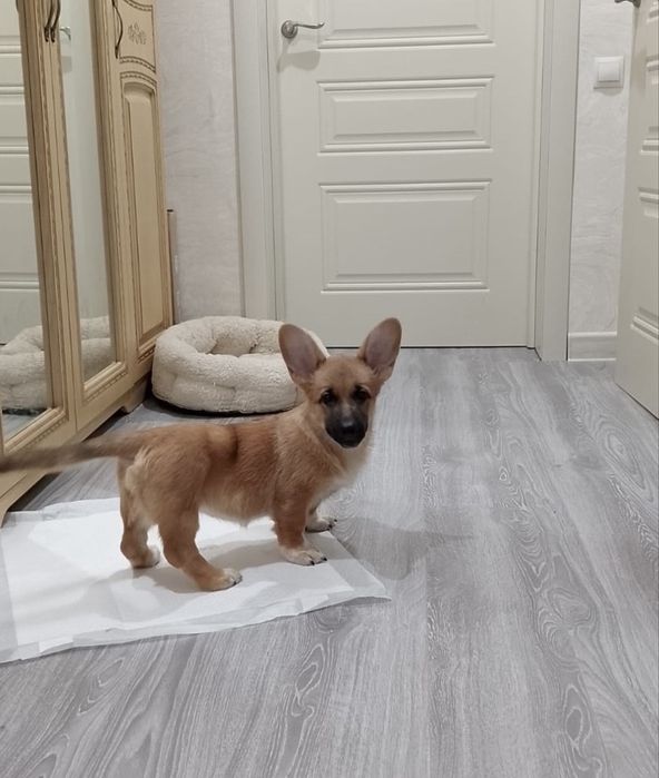 Продается девочка— метис корги × немецкой овчарки