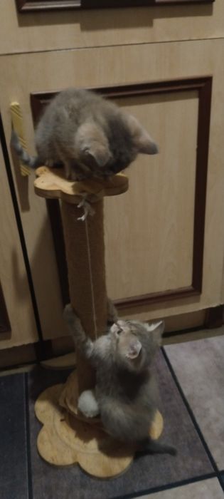 Шотландские котята ...