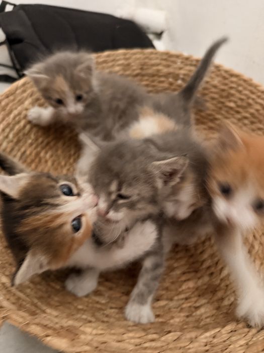 Отдам котят в добрые руки