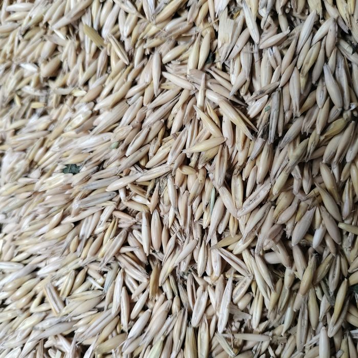 Vînd ovăz   de sâmînta și orzoaică Romanița