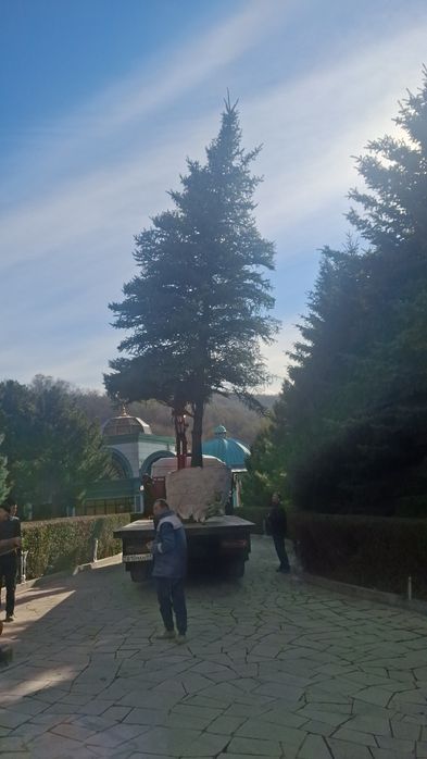 Профессиональная посадка-пересадка деревьев Лечение деревьев спил дере