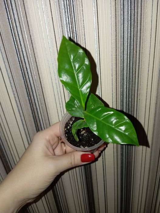 Продам Кофе Арабика