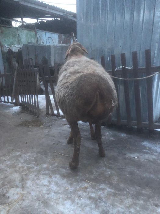 Продам Барана Матка Гисар