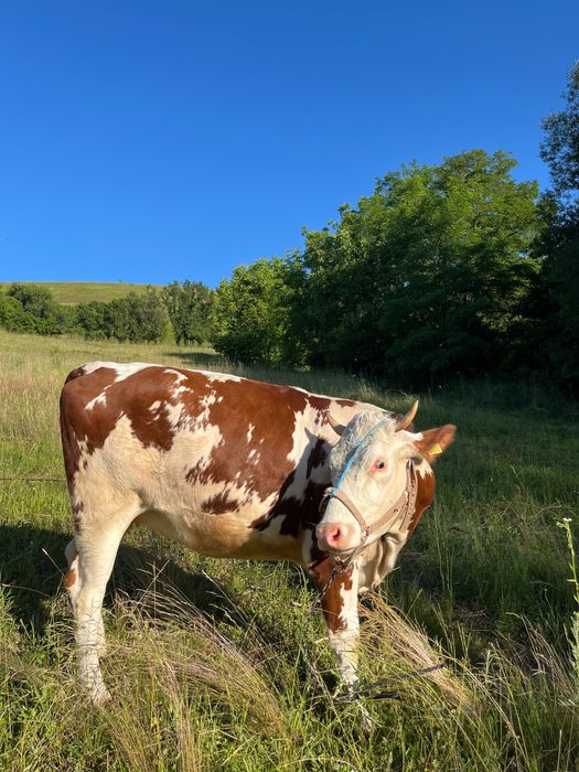 Vaca tanara cu vitel in burta