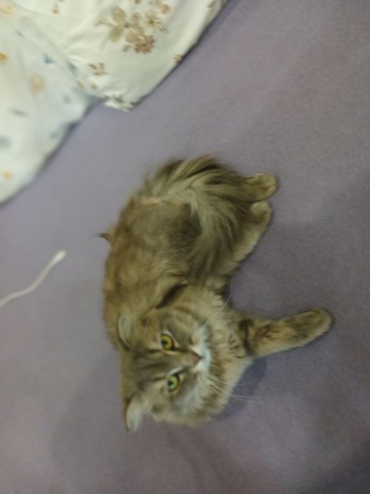 Mushug scottish fold