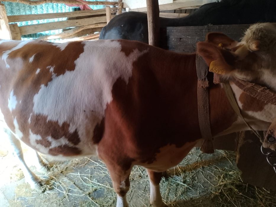 Vând vaca foarte bună de lapte