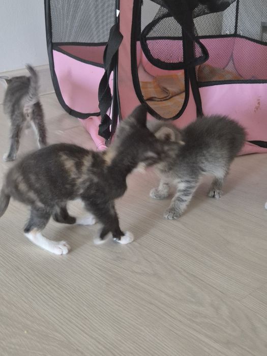 Котята-девочки в добрые руки