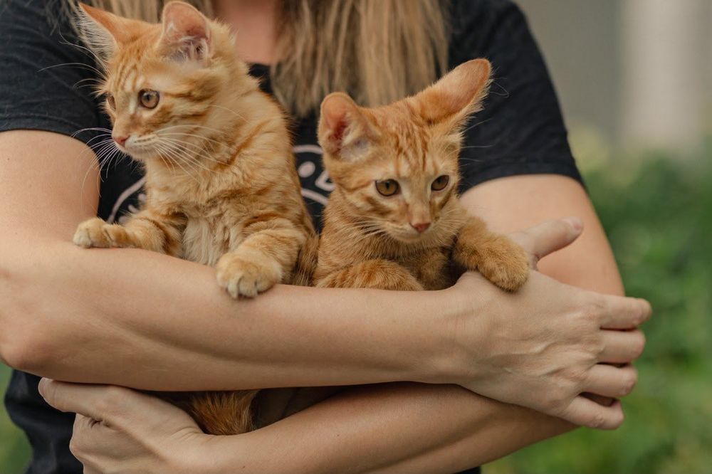 Котята ищут любящий дом
