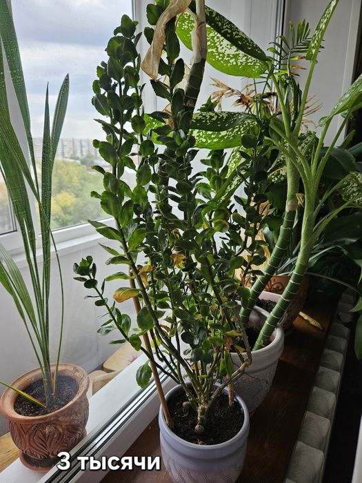 Продаю цветы в керамических горшках