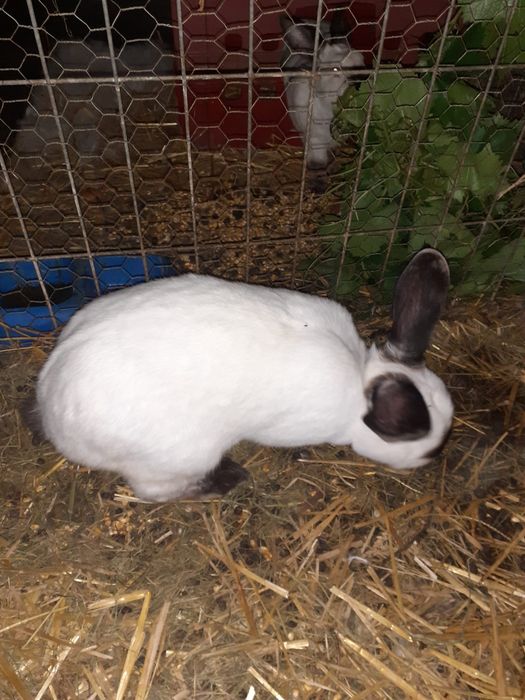 Iepuri carne si companie California