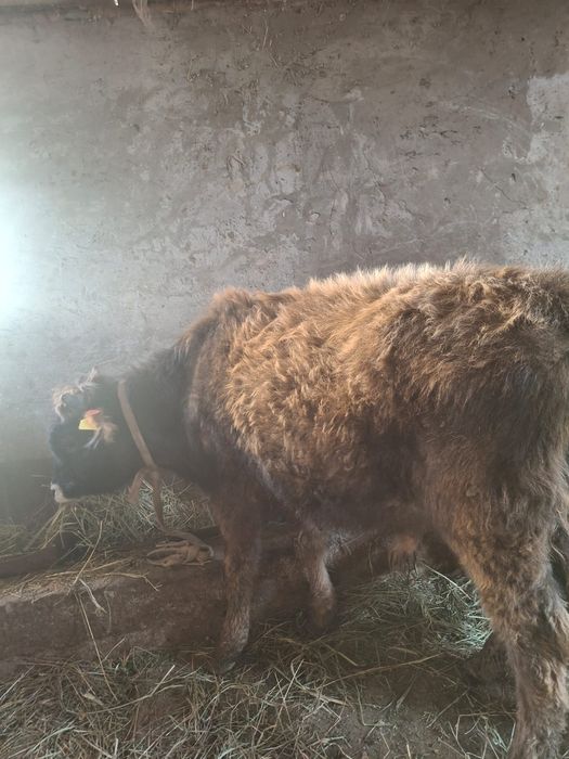 Продается бычки очень хорошие 10-11 месячные