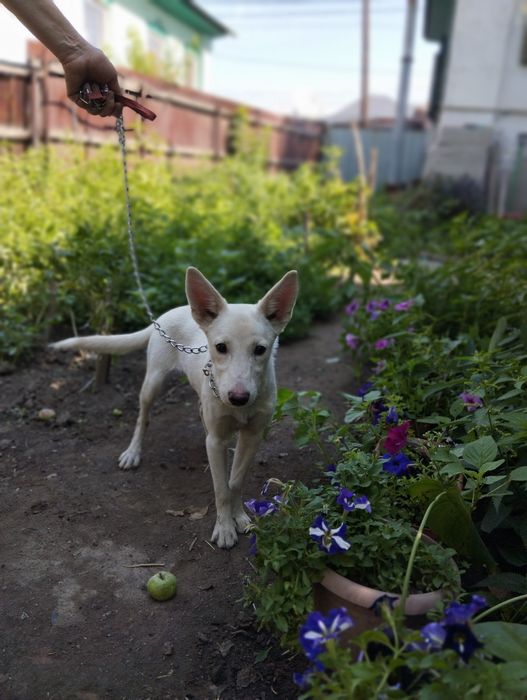 Отдам двух щенков