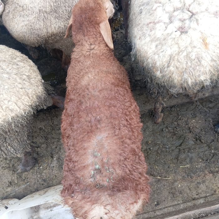 Продам ягнят корм сено все кушают