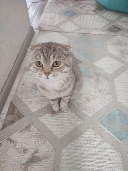 Продается кот вислоухий
