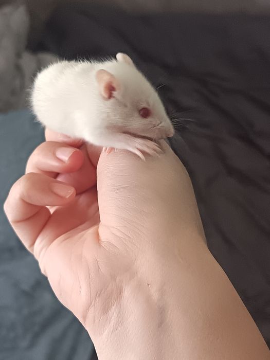 Крысы Дамбо крыски