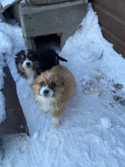 Отдам зенка в добрые руки