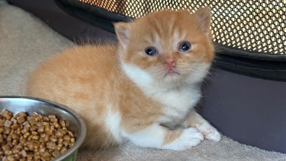 Britskorthaar kittens