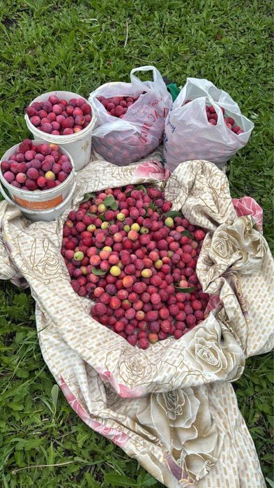 Продам дачу д/о Каштан