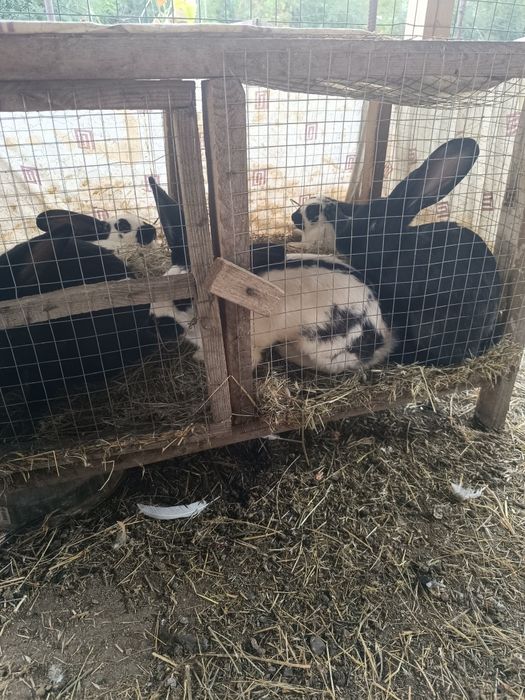 Кролики строкач  продам