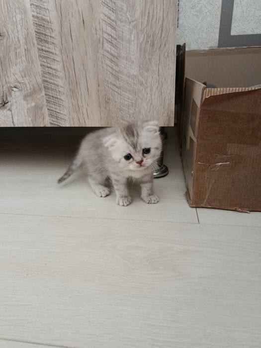 Мушукчалар соглом зотдор