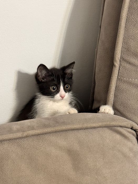 Котенок в поиске семьи
