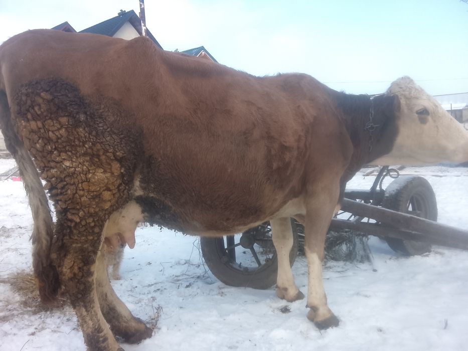 Vnd vaca bălțată pe roșu gestante an 7 lui SI jumătate SI vine cu al 4