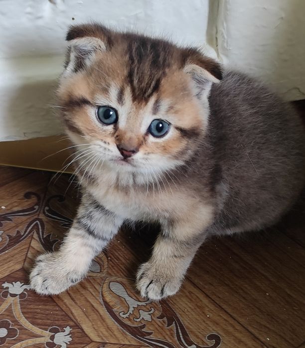 Подарок для любимых! Шикарные котята!