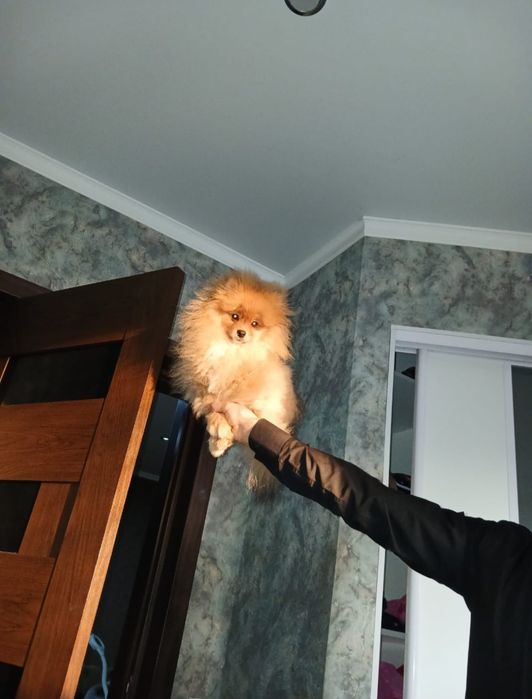 ПРОДАМ шпица 5 месяц