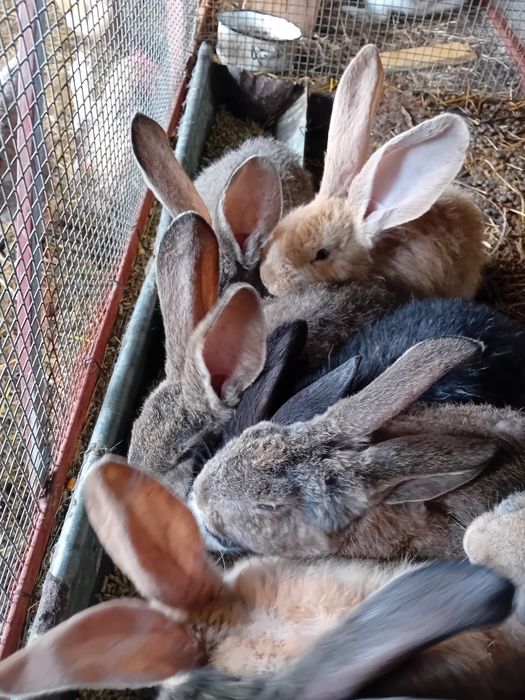 Зайци за продаване