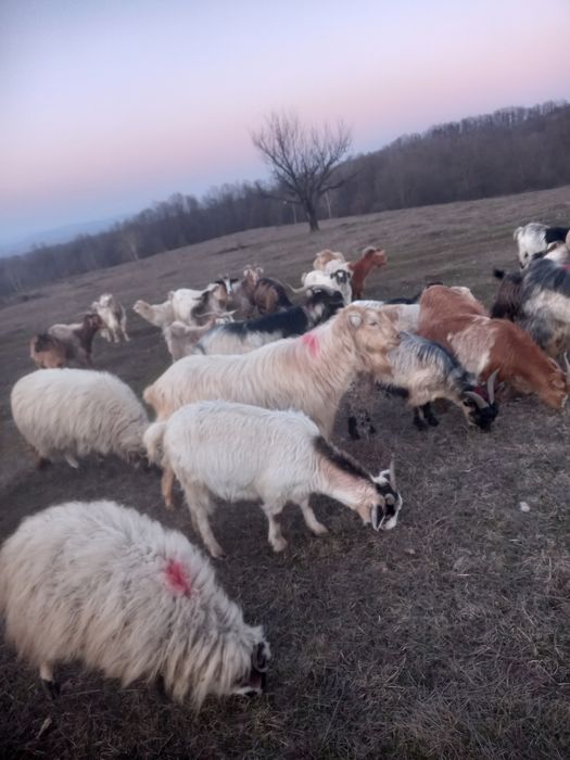 Vând iezi și țapi