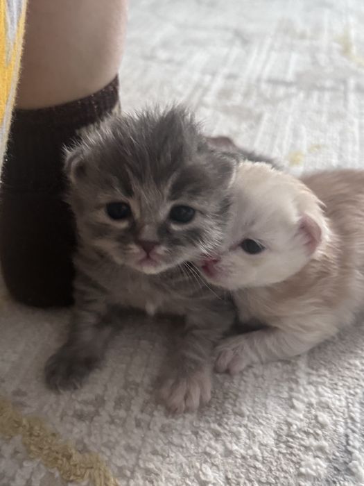 Срочно продаются красивые котята