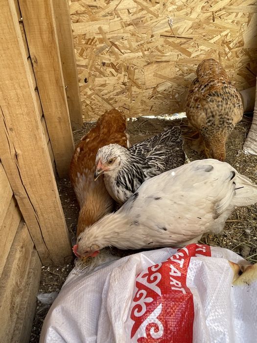 цыплята 2 месячные мальчики