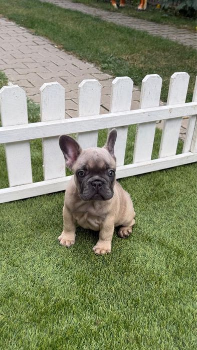 Bulldog francez blue fawn