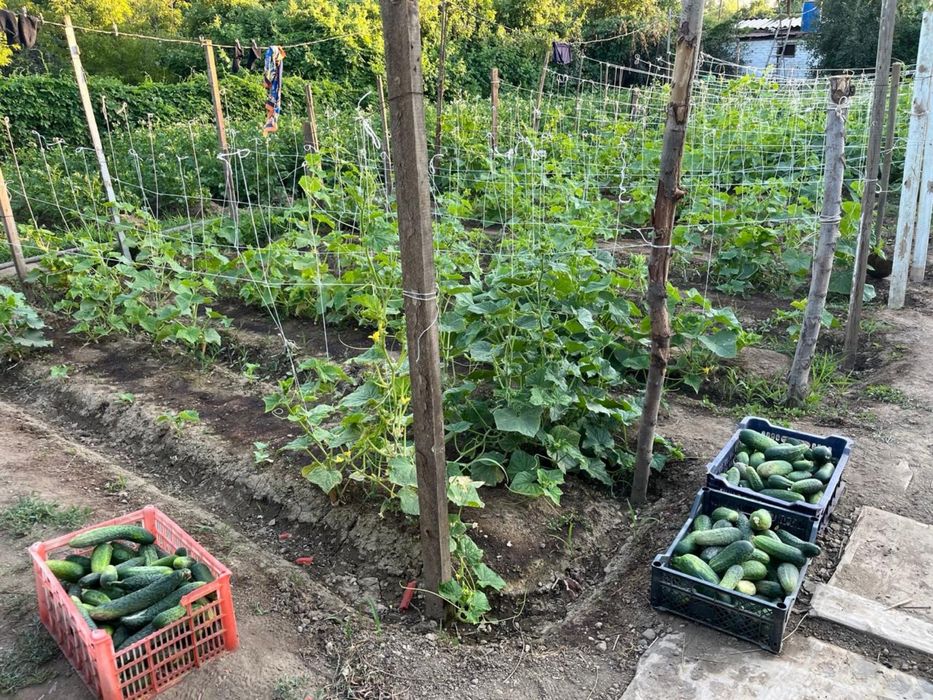 Дача на Спутнике