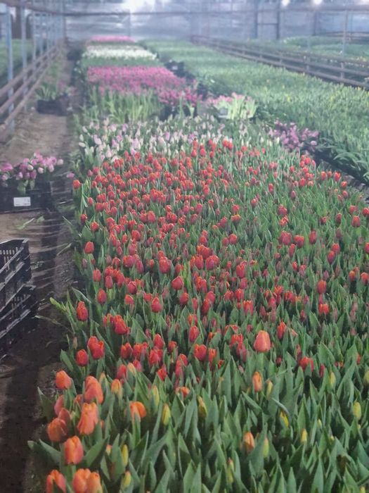 Тюльпаны отборные крупные