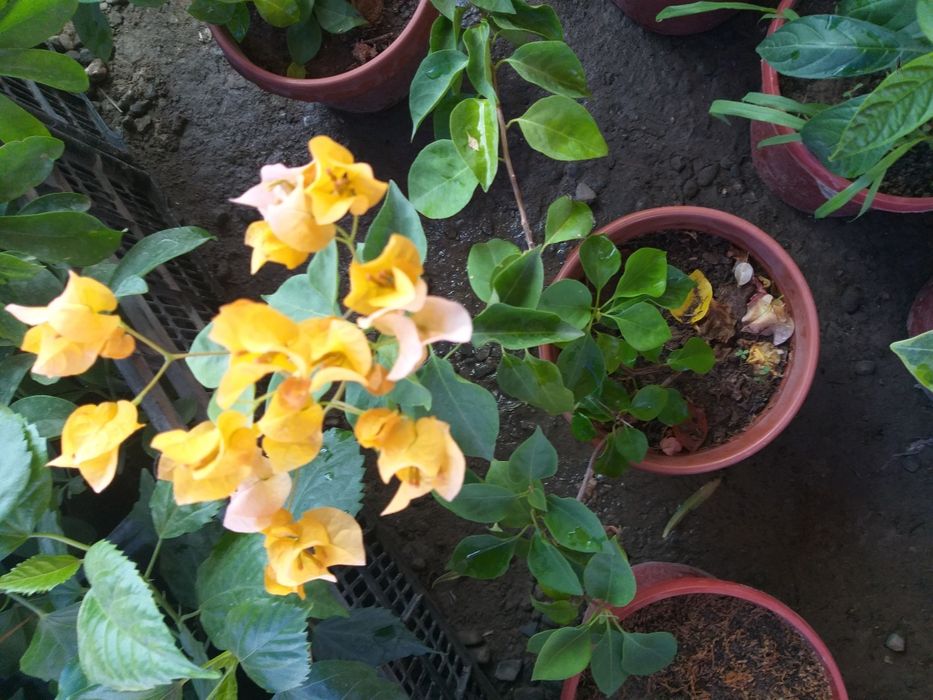 Jizzax Garden life taqdim etadi bizda turli xil xonaki gullar sotiladi