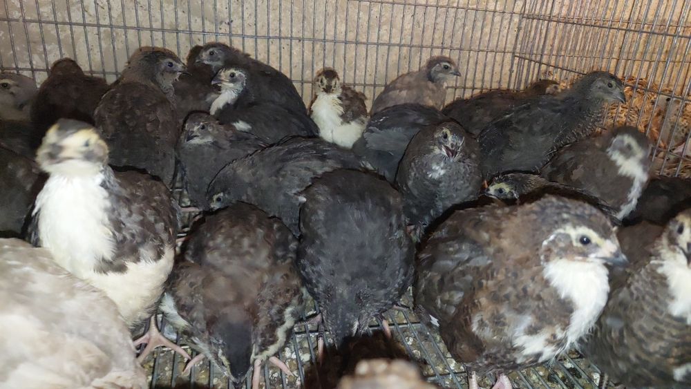 Prepelite 5 rase disponibile