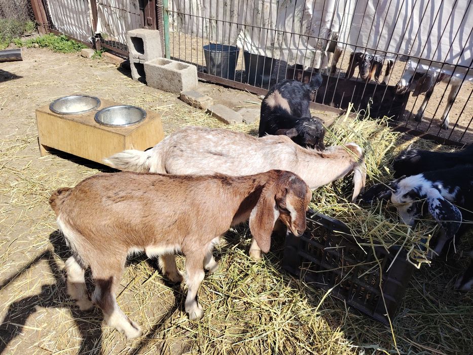 Продам молодых козлят