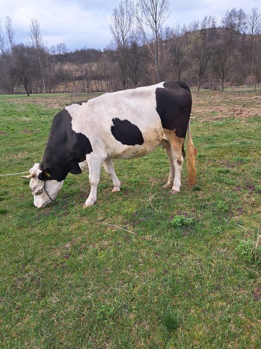 Vănd vaca gestantă