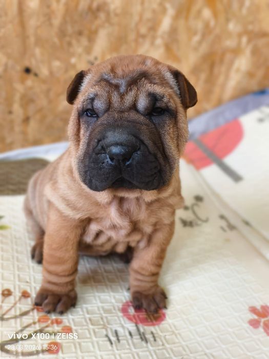 Шикарные щенки шарпея.