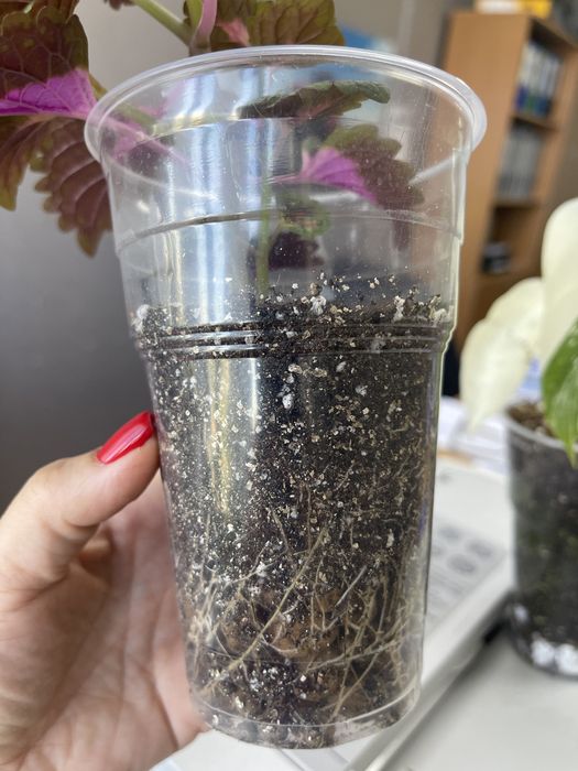 Колеус молодой укорененный черенок